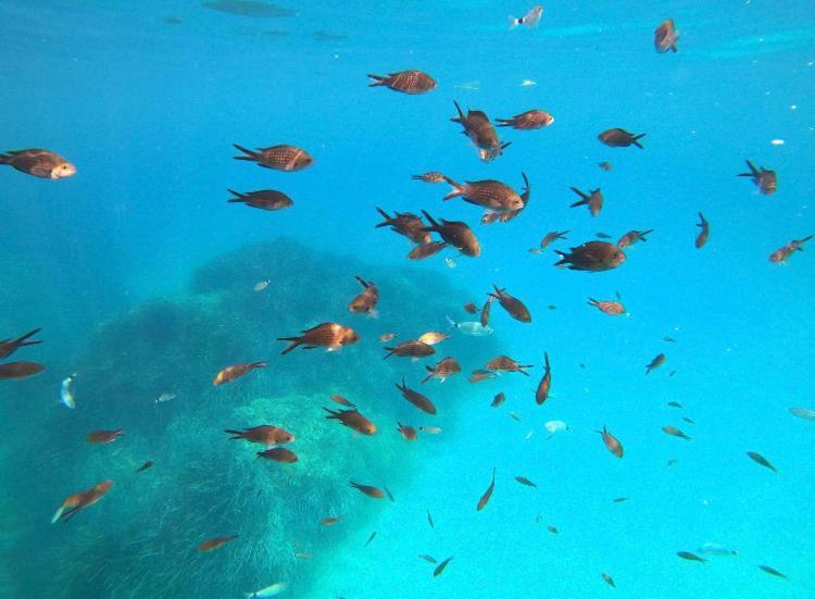 Villa Le Corail Rouge Corse 르씨 외부 사진